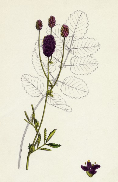 Sanguisorba officinalis; Great Burnet