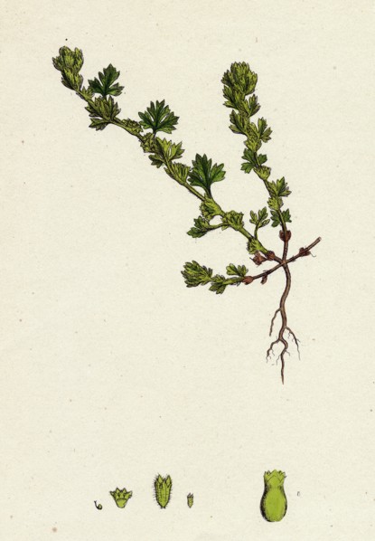 Alchemilla arvensis; Parsley-Piert