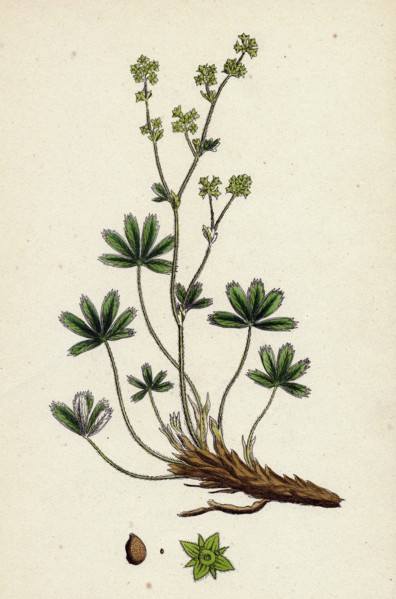 Alchemilla alpina; Alpine Lady's-Mantle