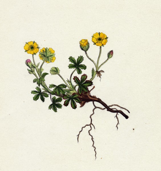 Potentilla verna; Spring Cinquefoil