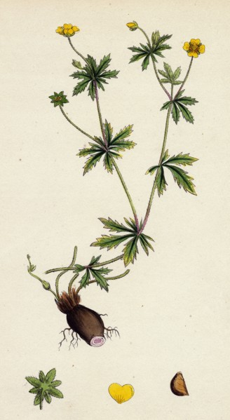 Potentilla eu-Tormentilla; Common Tormentil