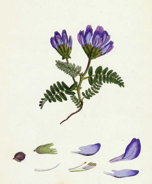Astragalus hypoglottis; Purple Milk-Vetch