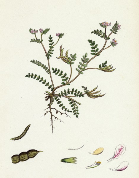 Ornithopus perpusillus; Least Bird's-Foot
