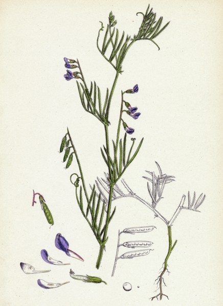 Vicia gracilis; Many-seeded Slender Tare