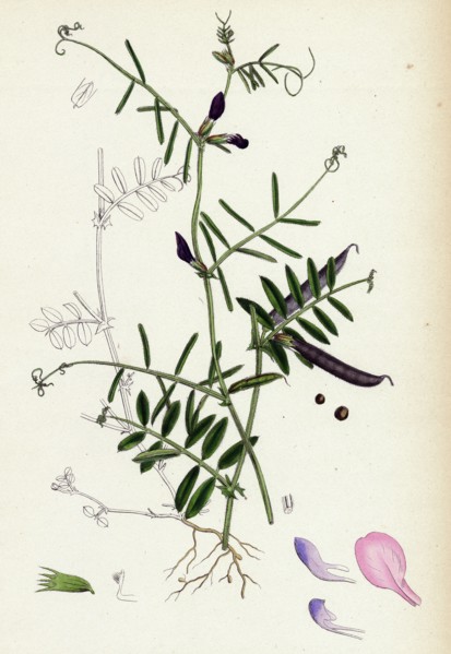 Vicia angustifolia, var. a segetalis; Common Wild Vetch, var. a.