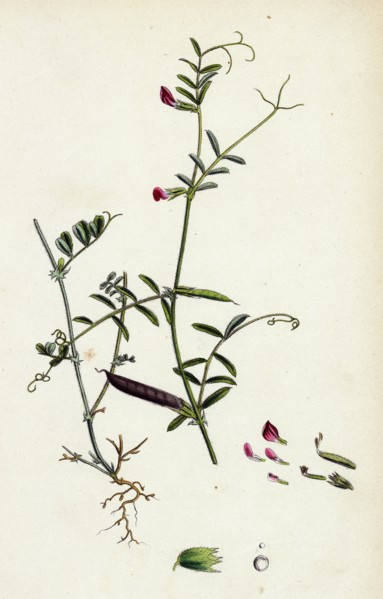 Vicia angustifolia, var. B Bobartii; Common Wild Vetch, var. B.