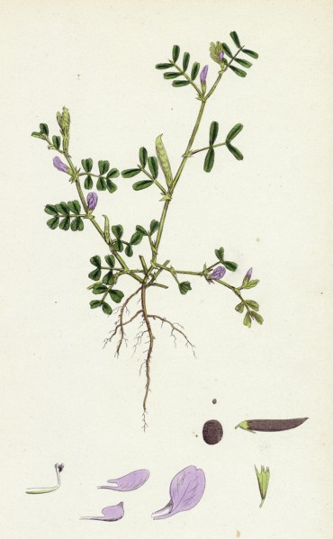 Vicia lathyroides; Spring Vetch