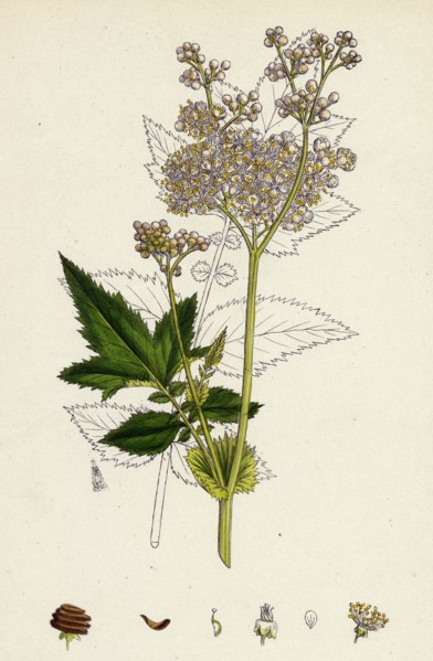 Spiraea Ulmaria; Meadow-sweet