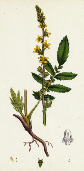 Agrimonia Eupatoria; Common Agrimony