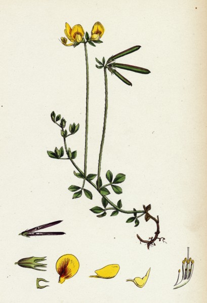 Lotus eu-corniculatus; Common Bird's-foot Trefoil