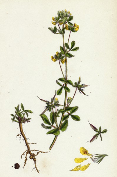 Lotus hispidus; Short-podded Small Bird's-foot Trefoil