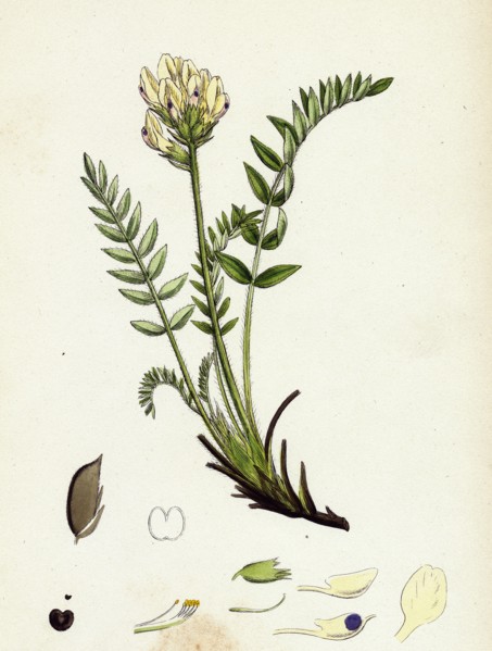 Oxytropis campestris; Pale-yellow Oxytropis