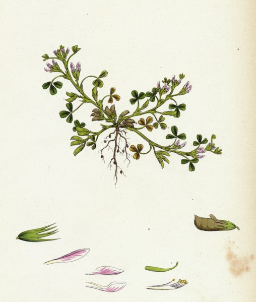 Trigonella ornithopodioides; Bird's-foot Fenugreek
