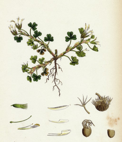 Trifolium subterraneum; Subterranean Trefoil