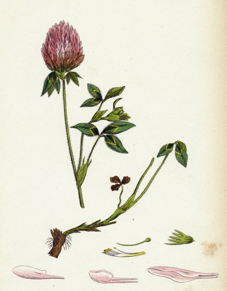 Trifolium pratense; Red Clover