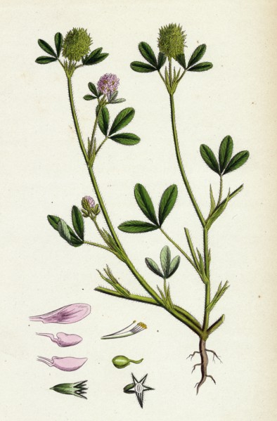 Trifolium maritimum; Teasel-headed Trefoil