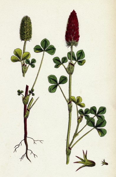 Trifolium eu-incarnatum; Crimson Clover