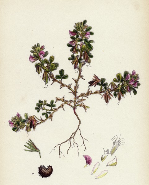 Ononis reclinata; Small Spreading Rest-harrow