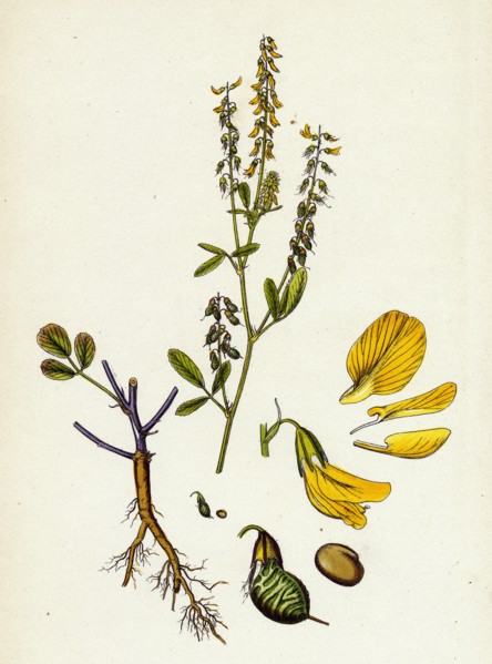 Melilotus arvensis; Field Melilot