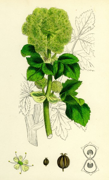 Smyrnium Olusatrum; Common Alexanders