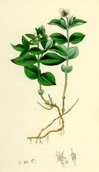 Cornus Succica; Dwarf Cornel