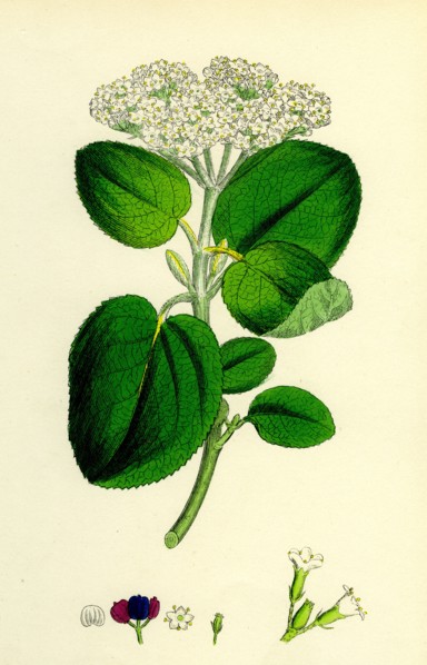 Viburnum Lantana; Wayfaring-tree