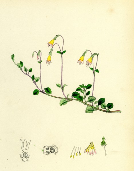 Linnaea borealis; Two-flowered Linnaea