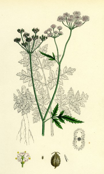 Caucalis Anthriscus; Upright Hedge-Parsley