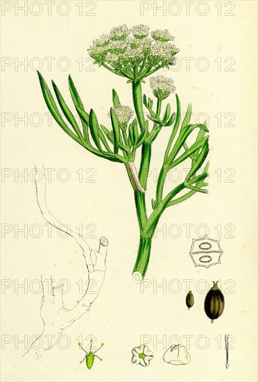 Crithmum maritimum; Rock-Samphire