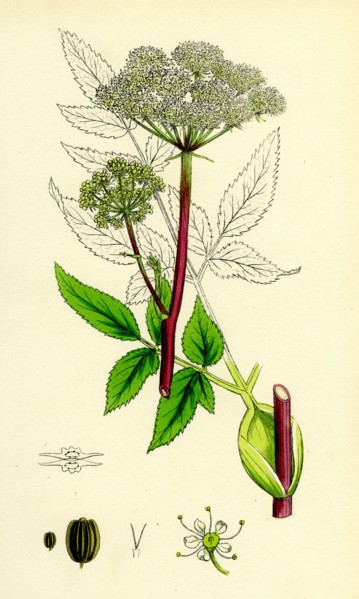 Angelica sylvestris; Wild Angelica