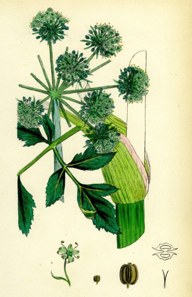 Angelica Archangelica; Garden Angelica