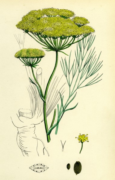 Peucedanum officinale; Sea Hog's-Fennel