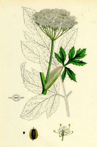 Peucedanum Ostruthium; Master-wort