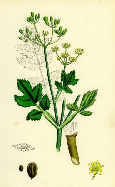Pastinaca sativa; Wild-Parsnip