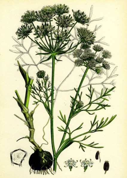 Carum Bulbocastanum; Great Earth-nut