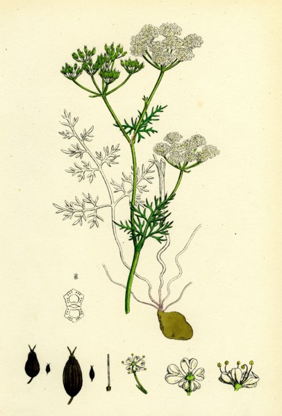 Bunium flexuosum; Common Earth-nut