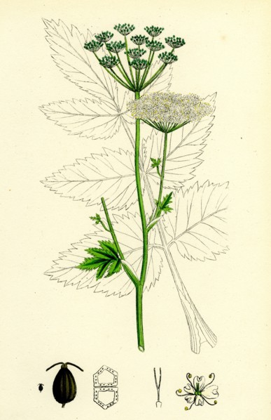 Pimpinella magna; Greater Burnet Saxifrage
