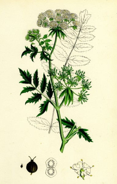 Sium latifolium; Great Water-Parsnip