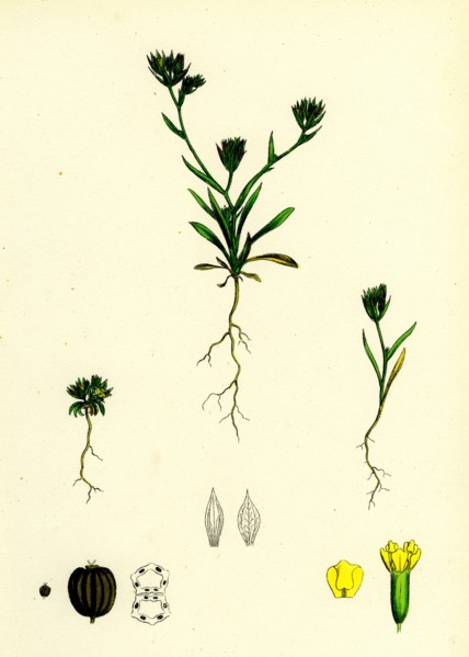 Bupleurum aristatum; Narrow-leaved Hare's-ear