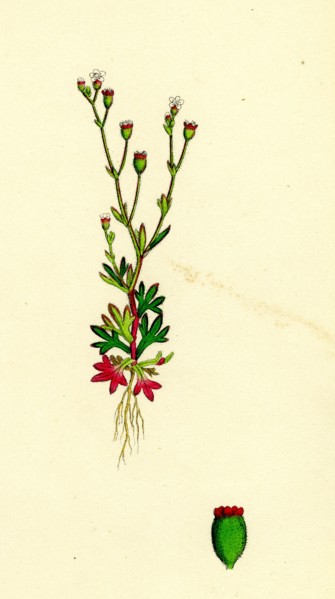 Saxifraga tridactylites; Rue-leaved Saxifrage