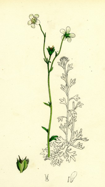 Saxifraga hirta, var. genuina; Irish Mossy Saxifrage, var. a.