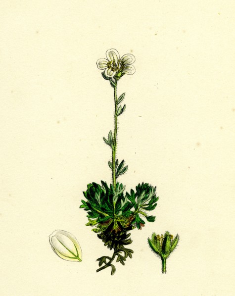Saxifraga hirta, var. incurvifolia; Irish Mossy Saxifrage, var. B.