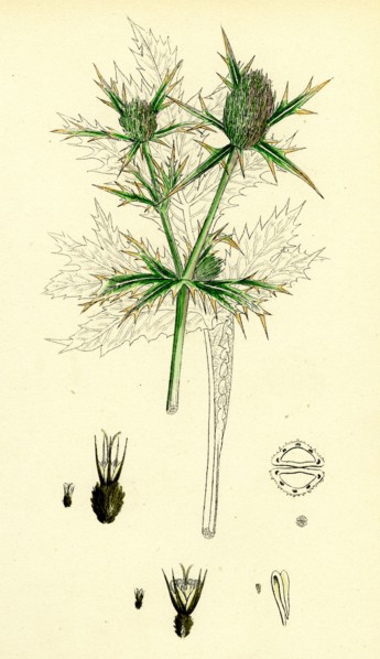 Eryngium campestre; Field Eryngo