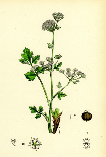 Apium graveolens; Wild Celery
