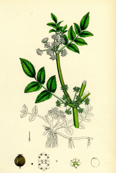 Helosciadium nodiflorum; Procumbent Water-Parsnip