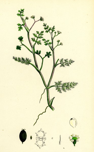 Helosciadium inundatum; Least Water-Parsnip
