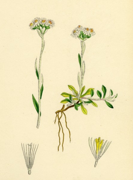 Gnaphalium dioicum, var. genuinum; Mountain Everlasting, var. a.