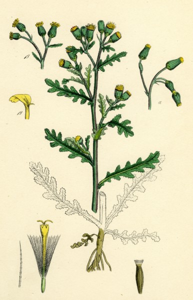 Senecio vulgaris; Common Groundsel