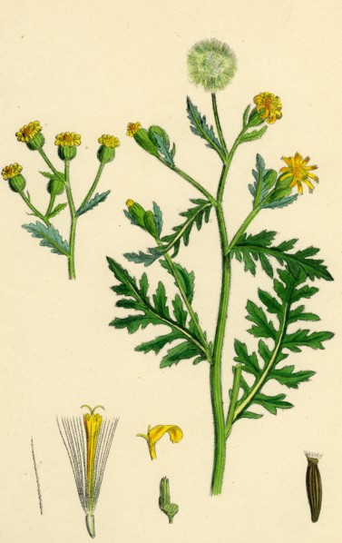 Senecio viscosus; Stinking Groundsel