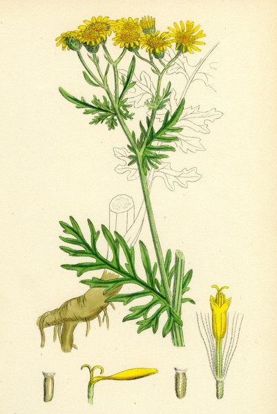 Senecio Jacobaea; Common Ragwort